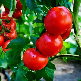 Tomato