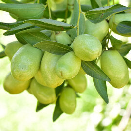 Jojoba Plant