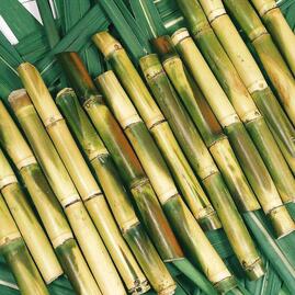 Sugarcane
