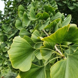 Gingko Bilboa