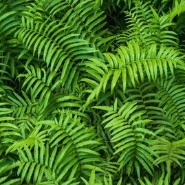 Neem ingredients of kumkumadi glow soap