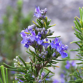 Rosemary