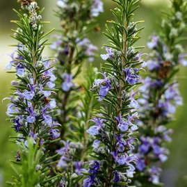 Rosemary
