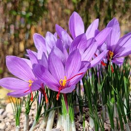Saffron
