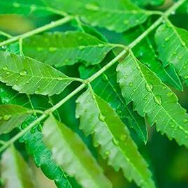 Neem