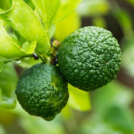 Bergamot